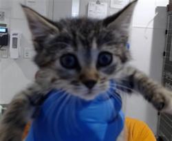 Shelter Stray Female Cat last seen VERMONT/23RD, 1419 Bryant St, San Francisco, CA 94103, USA