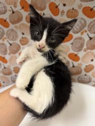 Shelter Stray Male Cat last seen Near BLOCK MERCURY CT, JURUPA VALLEY CA 91752, 6851 Van Buren Boulevard, Jurupa Valley, CA 92509, USA