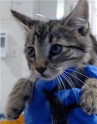Shelter Stray Male Cat last seen VERMONT/23RD, 1419 Bryant St, San Francisco, CA 94103, USA