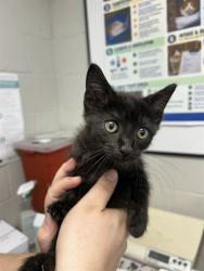 Shelter Stray Unknown Cat last seen , 1601 Airport Rd, Shelby, NC 28150, USA