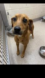 Shelter Stray Female Dog last seen , 1601 Airport Rd, Shelby, NC 28150, USA