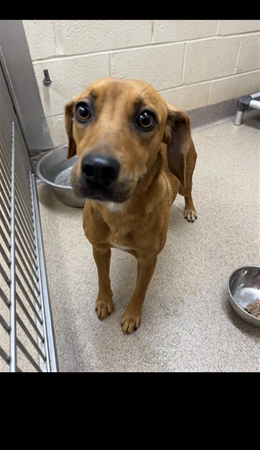 Shelter Stray Female Dog last seen , 1601 Airport Rd, Shelby, NC 28150, USA