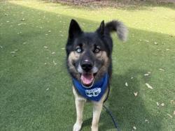 Shelter Stray Male Dog last seen , 14409 Vanowen St, Van Nuys, CA 91405, USA