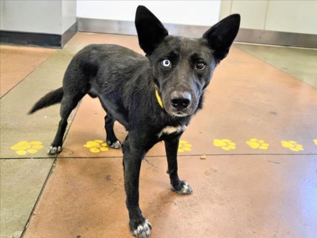 Shelter Stray Female Dog last seen , 14409 Vanowen St, Van Nuys, CA 91405, USA