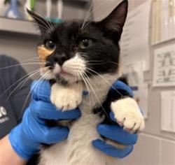 Shelter Stray Female Cat last seen Near BLOCK E PARKER SQUARE DR, PARKER, 4556 Castleton Ct, Castle Rock, CO 80109, USA
