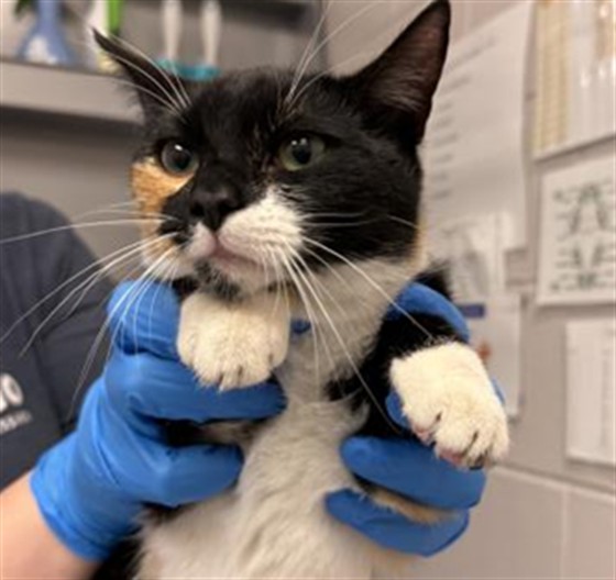 Shelter Stray Female Cat last seen Near BLOCK E PARKER SQUARE DR, PARKER, 4556 Castleton Ct, Castle Rock, CO 80109, USA