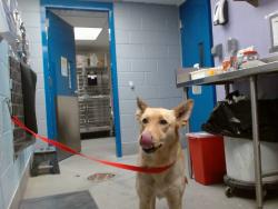 Shelter Stray Female Dog last seen Near BLOCK THYME COORS / SAGE, 11800 Sunset Gardens Rd SW, Albuquerque, NM 87121, USA