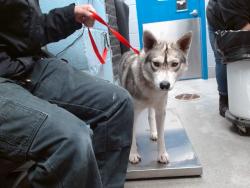 Shelter Stray Female Dog last seen Near BLOCK THYME COORS / SAGE, 11800 Sunset Gardens Rd SW, Albuquerque, NM 87121, USA