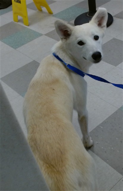 Shelter Stray Female Dog last seen Near BLOCK SE 19TH ST, 2811 SE 29th St, Oklahoma City, OK 73129, USA