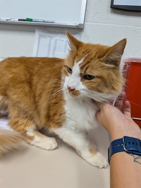 Shelter Stray Male Cat last seen ST PETERS, 4850 Mid Rivers Mall Dr, St Peters, MO 63376, USA