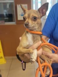 Shelter Stray Female Dog last seen LITTLE ROAD AND MASSACHUSETTS AVE, 19640 Dogpatch Ln, Land O' Lakes, FL 34638, USA