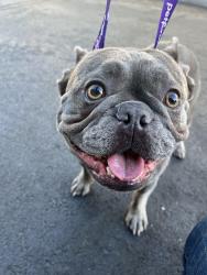 Reunited Unknown Dog last seen Winchester and Tisch, San Jose, CA 95128