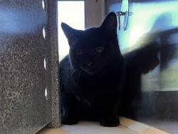 Shelter Stray Unknown Cat last seen Near BLOCK REUNION CIR, FOUNTAIN CO 80817, 610 Abbot Ln, Colorado Springs, CO 80905, USA