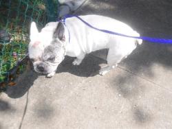 Shelter Stray Male Dog last seen Near BLOCK NE 48 ST, 3599 NW 79th Ave, Doral, FL 33122, USA