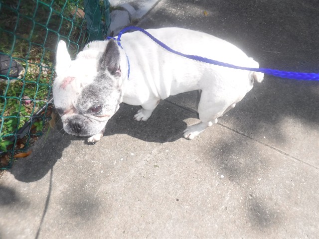 Shelter Stray Male Dog last seen Near BLOCK NE 48 ST, 3599 NW 79th Ave, Doral, FL 33122, USA