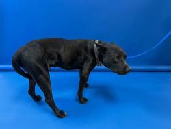 Shelter Stray Male Dog last seen NW 27 AVE & NW 29 ST, 3599 NW 79th Ave, Doral, FL 33122, USA