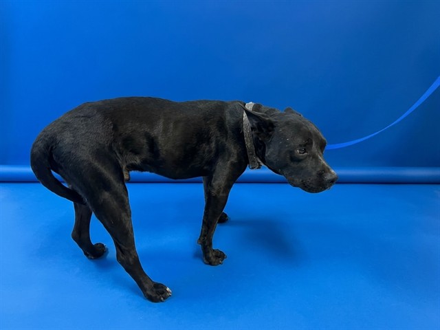 Shelter Stray Male Dog last seen NW 27 AVE & NW 29 ST, 3599 NW 79th Ave, Doral, FL 33122, USA