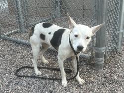 Shelter Stray Female Dog last seen Near BLOCK S 2ND ST, 1920 S Lewis, Mesa, AZ 85210, USA