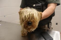 Shelter Stray Male Dog last seen Near BLOCK RIVERWALK CT, 127 Humane Ln, Columbia, SC 29201, USA