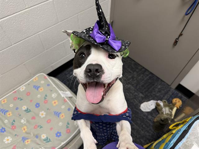Shelter Stray Female Dog last seen CHARLOTTE, 8315 Byrum Dr, Charlotte, NC 28217, USA