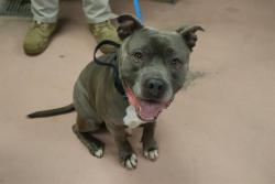 Shelter Stray Male Dog last seen Near BLOCK WINDSOR LAKE BLVD, 127 Humane Ln, Columbia, SC 29201, USA