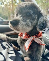 Lost Male Dog last seen Near Peachtree Dunwoody Rd., Sandy Springs, GA 30328
