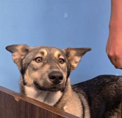 Shelter Stray Female Dog last seen PANAMA RD BAKERSFIELD, 201 S Mt Vernon Ave, Bakersfield, CA 93307, USA
