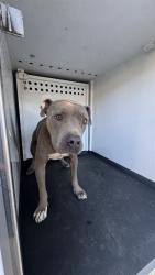 Shelter Stray Male Dog last seen Near BLOCK EVADONNA RD BAKERSFIELD,CA, 201 S Mt Vernon Ave, Bakersfield, CA 93307, USA