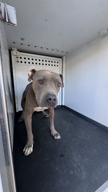 Shelter Stray Male Dog last seen Near BLOCK EVADONNA RD BAKERSFIELD,CA, 201 S Mt Vernon Ave, Bakersfield, CA 93307, USA