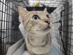 Shelter Stray Female Cat last seen Near BLOCK VAN BUREN ST, HOLLYWOOD FL 33021 (VERIFIED), 2400 SW 42nd St, Fort Lauderdale, FL 33312, USA