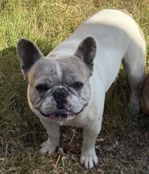 Reunited Male Dog last seen Biola, San Diego, CA 92154
