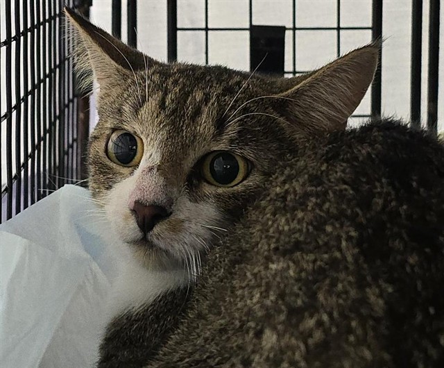 Shelter Stray Female Cat last seen Near BLOCK SW 11 ST, PLANTATION FL 33317 (VERIFIED), 2400 SW 42nd St, Fort Lauderdale, FL 33312, USA