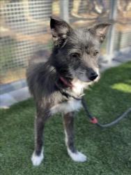 Shelter Stray Female Dog last seen , 1850 W 60th St, Los Angeles, CA 90047, USA