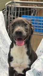 Shelter Stray Male Dog last seen Near BLOCK W 17TH ST, 2020 Forest St, Jacksonville, FL 32204, USA