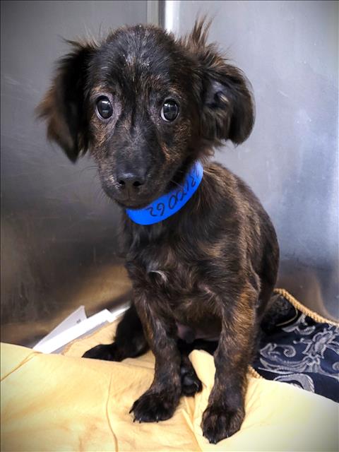 Shelter Stray Male Dog last seen , 1850 W 60th St, Los Angeles, CA 90047, USA