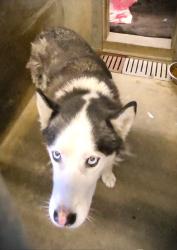 Shelter Stray Male Dog last seen , 1850 W 60th St, Los Angeles, CA 90047, USA