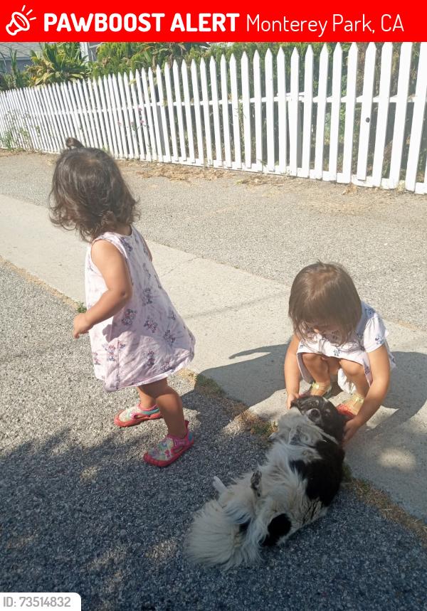 Lost Female Dog last seen Hillview ave and Riggin St, Monterey Park, CA 91754