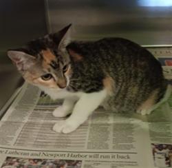 Shelter Stray Female Cat last seen , 1850 W 60th St, Los Angeles, CA 90047, USA