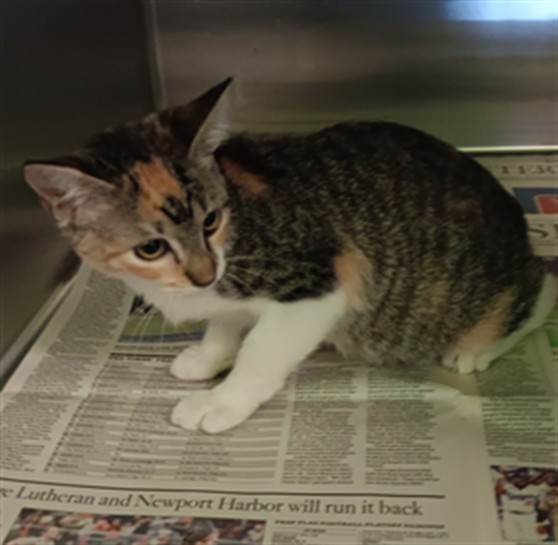Shelter Stray Female Cat last seen , 1850 W 60th St, Los Angeles, CA 90047, USA