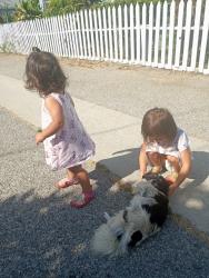 Lost Female Dog last seen Hillview ave and Riggin St, Monterey Park, CA 91754