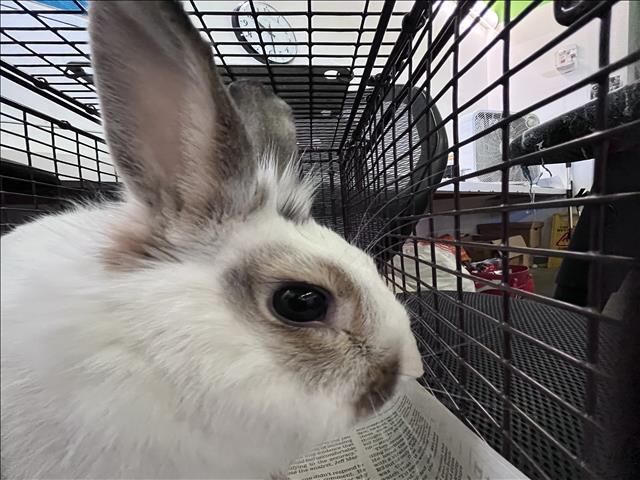 Shelter Stray Male Other last seen , 1850 W 60th St, Los Angeles, CA 90047, USA