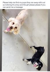 Reunited Female Dog last seen County center, Visalia, CA 93291