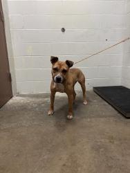 Shelter Stray Male Dog last seen BITTERSWEET LN, 10521 Baur Blvd, Olivette, MO 63132, USA