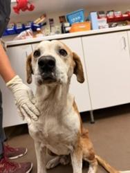 Shelter Stray Male Dog last seen Near BLOCK N 21ST AVE, 5501 E Van Buren St, Phoenix, AZ 85008, USA