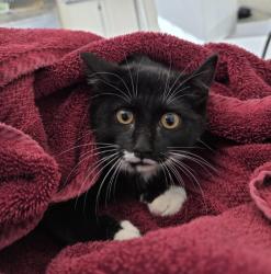 Shelter Stray Male Cat last seen Near BLOCK JUNIPER DR, 12155 Park Blvd, Brighton, CO 80601, USA