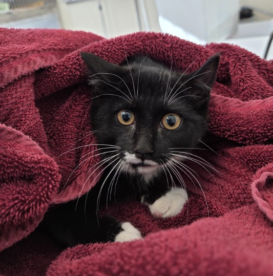 Shelter Stray Male Cat last seen Near BLOCK JUNIPER DR, 12155 Park Blvd, Brighton, CO 80601, USA