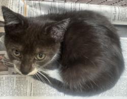 Shelter Stray Female Cat last seen , 3201 Lacy St, Los Angeles, CA 90031, USA