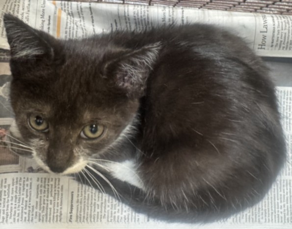 Shelter Stray Female Cat last seen , 3201 Lacy St, Los Angeles, CA 90031, USA