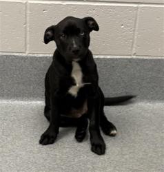 Shelter Stray Female Dog last seen Near, 5001 E Raymond St, Indianapolis, IN 46203, USA