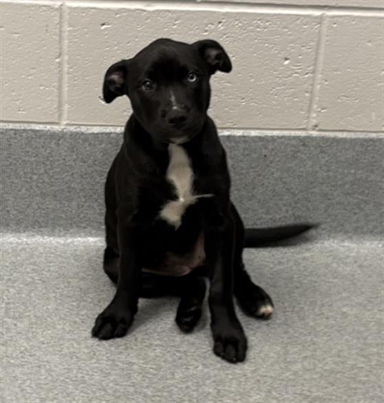 Shelter Stray Female Dog last seen Near, 5001 E Raymond St, Indianapolis, IN 46203, USA